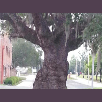 STRANGE FRUITZ RISINZ / HOSTED BY MAMA PEARL THE ANCIENT NEWCOMER