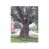 STRANGE FRUITZ RISINZ WITH GUEST YAANAYIAH BEN LEVI