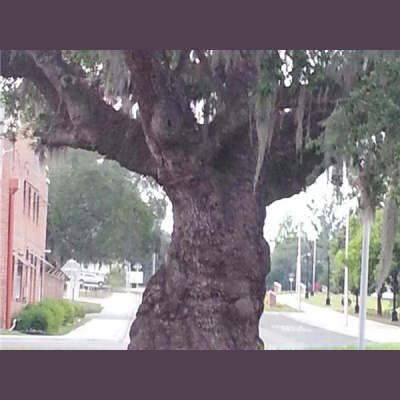 Culture Freedom Radio Network