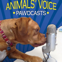 Think Like a Cat with Pam Johnson-Bennett-Ontario SPCA Animals Voice Pawdcast-Season 4, Episode 19