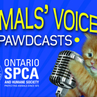 Horse Care  Horses For Adoption - Animals Voice Pawdcast - Season 3, Episode 8