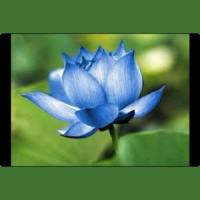 The Cycle of Life: A Haiku