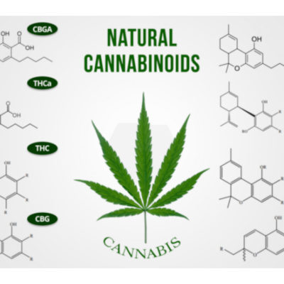 Karen Rands, Compassionate Capitalist