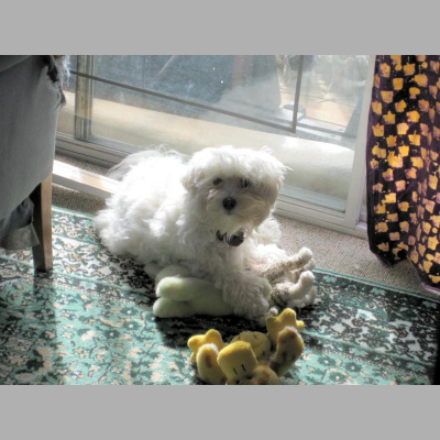 Educational Technology At Merritt Colleg