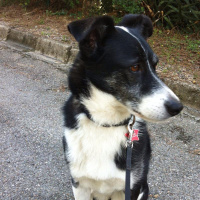 Encryption flowers and old women