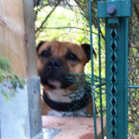 Working with iOS audio apps