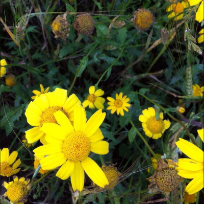 David Allen Wizardgolds Posts