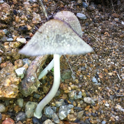 David Allen Wizardgolds Posts