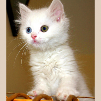 David Allen Wizardgolds Posts