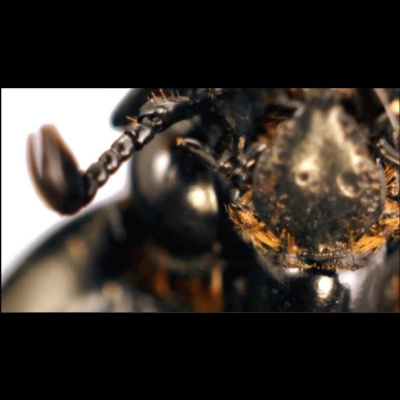 David Allen Wizardgolds Posts