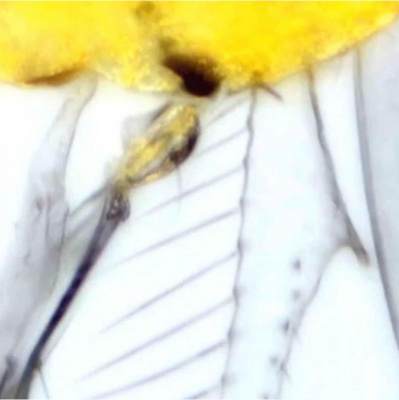 David Allen Wizardgolds Posts