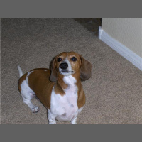 Holistic Petcare w/ Dr. O: Disk Disease  The Incredible Sparkie