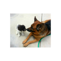 Holistic Petcare w/ Dr. O: Senior German Shepard Walks again and much much more