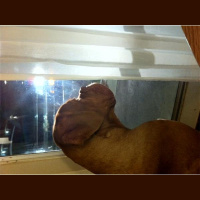 Holistic Petcare w/ Dr. O: Giant Puppy, Giant Problems