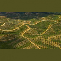 Palm Oil Podcast #01