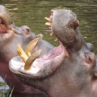 Giant Bombcast 554: A Nice Skin Deal (Premium)