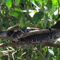 Giant Bombcast 449: Roomful of Narcs (Premium)