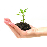 Flought for the day : Germination