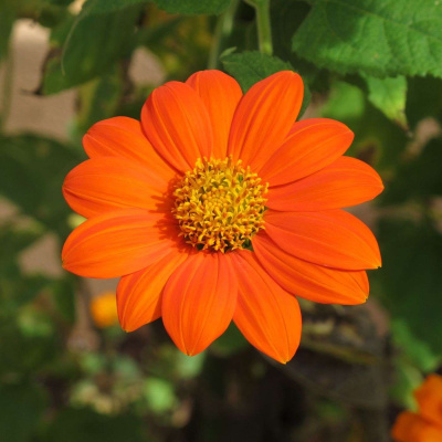 Bfc Sebrings Podcast