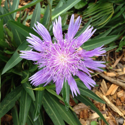 Bfc Sebrings Podcast