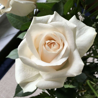 Bfc Sebrings Podcast