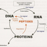 NutriMedical Report Show Tuesday Aug 6th 2019 – Hour One – NutriMeds A to Z Review, NEW Peptides DNA Regenerative Every Organ,