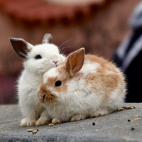 Die 2 Kaninchen | #1133