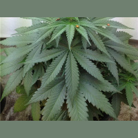 Weedsday Wednesday-A Live Cannabis Radio Show-United Cannabis Workers, INC.!!!!