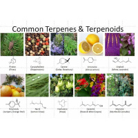 Weedsday Wednesday, A Live, Cannabis Radio Show-Marijuana Cannabis News 2019!