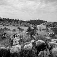 865: The Other Territory