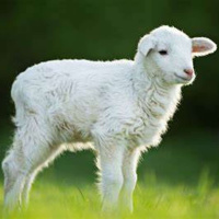 The Victorious Lamb