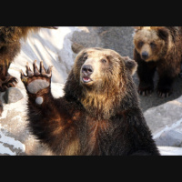 216. Kraft Bears Podcast