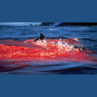 203. Blood in the Water