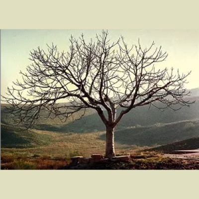 Message To Kings - A Biblical History Of Man