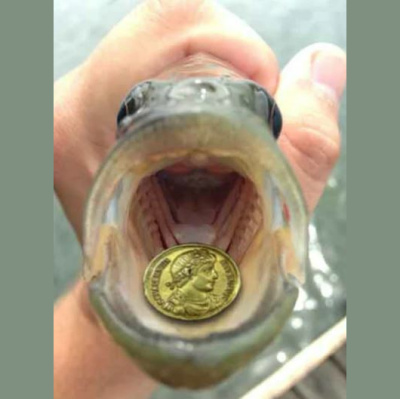 Message To Kings - A Biblical History Of Man