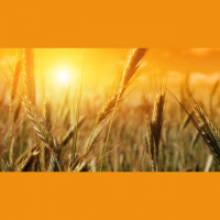 All Want to Reap (But Few Want to Sow) - Audio