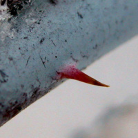 How God Changes Us - The Thorns of Sin that Entangle Us