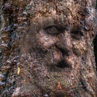 The Good And Bad Tree Riddle (Luke 6:43 - 45)