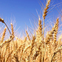 [Peter Carolane] Gods Kindness (Ruth 2) 9.10.16