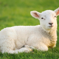 [Peter Carolane] 1 Peter: In your Suffering, be Holy (1 Peter 1:13-21) 10.05.20