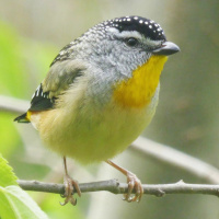 [Peter Carolane] Do not Worry (Matthew 6:25-34) 14.04.2024