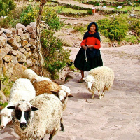 [Beck Miller] Christ Shepherds us through our Leaders (1 Peter 5:1-5) 06.09.20