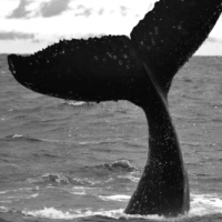 [Peter Carolane] Jonah - Gods Severe Grace (Jonah 2)30.7.17