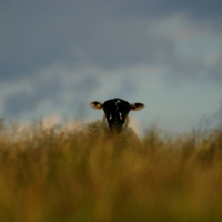 [Tom French] 1 Peter: Living Commendable Lives (1 Peter 2.11-25) 21.06.20