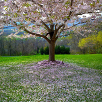 [Peter C] Love In The Wilderness 20.04.25