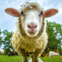 [Peter Carolane] John: The Mission of the Good Shepherd (John 10) 15.11.20