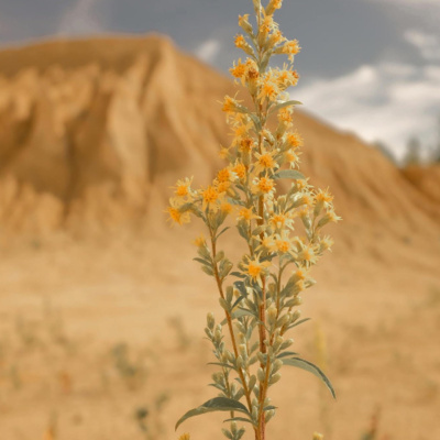 Merri Creek Anglican