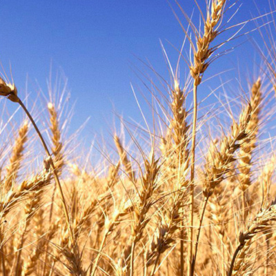 Merri Creek Anglican