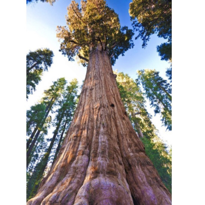 Merri Creek Anglican