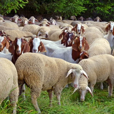 Merri Creek Anglican